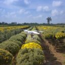 Harnessing AI to Transform Agriculture: Innovations in 2026
